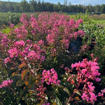 Lagerstroemia indica 'Magnifica Rosea' – Kínai selyemmirtusz