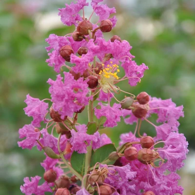 Lagerstroemia 'Benoit' – Kínai selyemmirtusz
