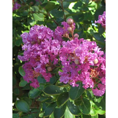 Lagerstroemia hybrida 'Lipan' - Kínai selyemmirtusz