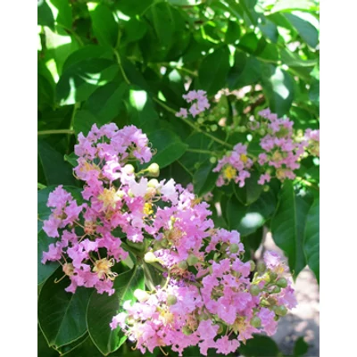 Lagerstroemia hybrida 'Muskogee' - Kínai selyemmirtusz