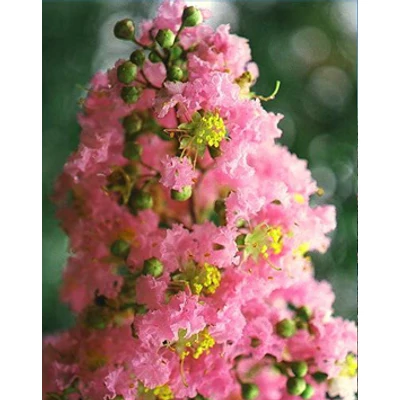 Lagerstroemia hybrida 'Osage' - Kínai selyemmirtusz