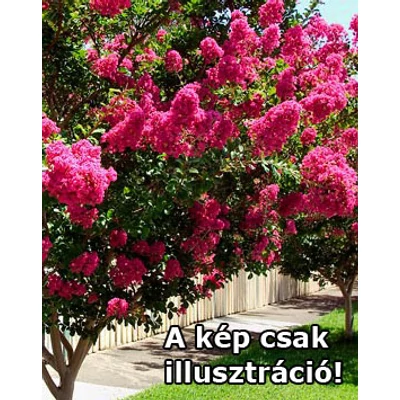 Lagerstroemia indica 'Rubra' – Kínai selyemmirtusz