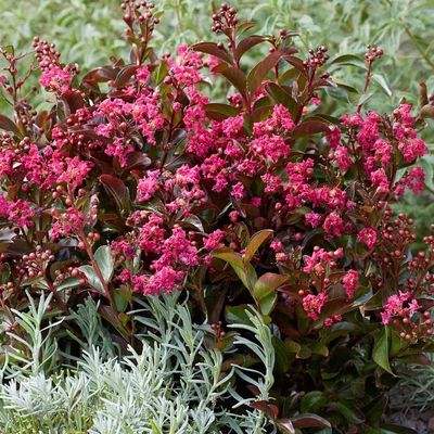 Lagerstroemia indica 'Berry Dazzle' – Kínai selyemmirtusz