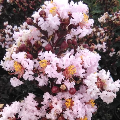 Lagerstroemia indica BLACK DIAMONDS 'Blush'® – Kínai selyemmirtusz
