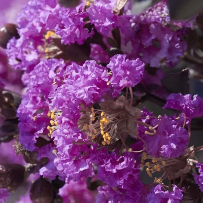 Lagerstroemia indica BLACK DIAMONDS 'Purely Purple'® – Kínai selyemmirtusz