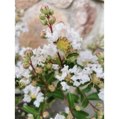 Lagerstroemia indica 'Branca' – Kínai selyemmirtusz