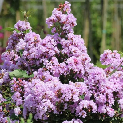 Lagerstroemia indica 'Camaieu d'ete ® - Indycam' - Világos rózsaszín virágú kínai selyemmirtusz