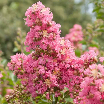 Lagerstroemia indica x fauriei 'Comanche' – Kínai selyemmirtusz (lazacszínű)