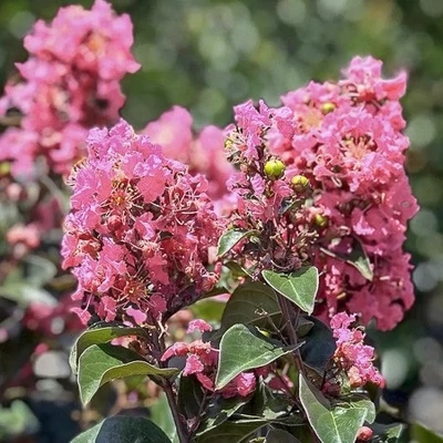Lagerstroemia indica 'Coral Magic' – Kínai selyemmirtusz