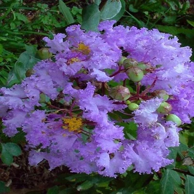 Lagerstroemia indica 'Cordon Bleu' – Kínai selyemmirtusz