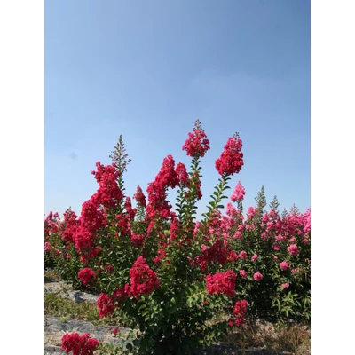 Lagerstroemia indica 'Durant Red' - Kínai selyemmirtusz