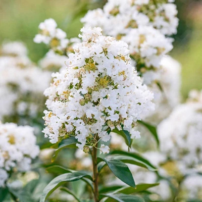 Lagerstroemia indica 'Enduring Summer White' – Kínai selyemmirtusz