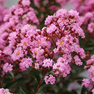 Lagerstroemia indica 'Eveline'® – Kínai selyemmirtusz