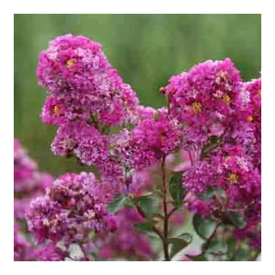 Lagerstroemia indica 'Indiya Charms Violet d'Ete ®' – Kínai selyemmirtusz
