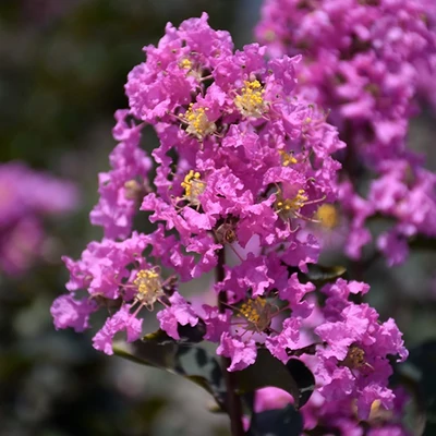 Lagerstroemia indica 'Lavender Lace'® – Kínai selyemmirtusz