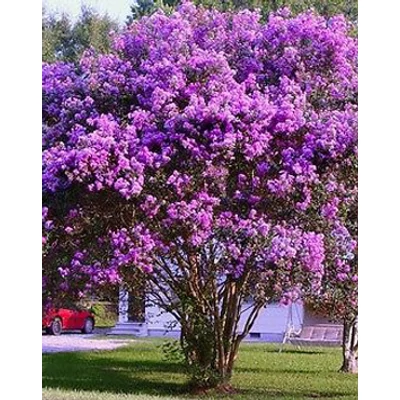 Lagerstroemia indica 'Mauve' - Kínai selyemmirtusz