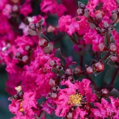 Lagerstroemia indica 'Mystic Magenta'® – Kínai selyemmirtusz