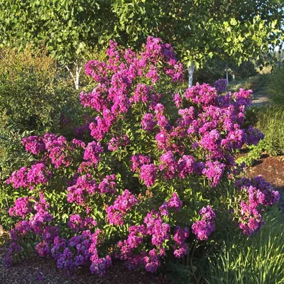 Lagerstroemia indica 'Petite Pink' – Kínai selyemmirtusz