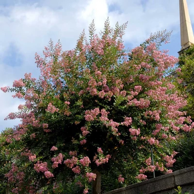 Lagerstroemia indica 'Pink' – Kínai selyemmirtusz