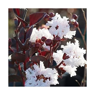 Lagerstroemia indica BLACK DIAMONDS 'Pure White'® - Kínai selyemmirtusz