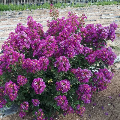 Lagerstroemia indica 'Purple Star' – Kínai selyemmirtusz