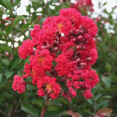 Lagerstroemia indica 'Red Rocket' – Kínai selyemmirtusz
