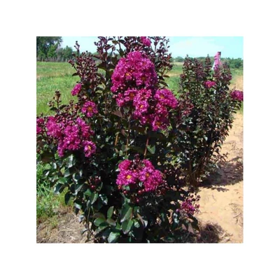 Lagerstroemia indica 'Rhapsody in Blue' – Kínai selyemmirtusz