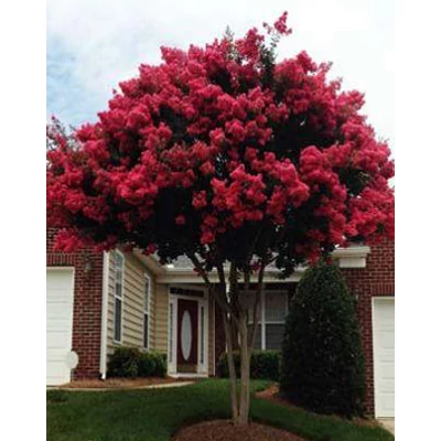 Lagerstroemia indica 'Rosea Grassi' - Kínai selyemmirtusz