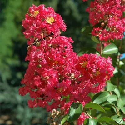 Lagerstroemia indica 'Rubra Magnifica' – Kínai selyemmirtusz