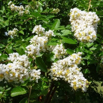 Lagerstroemia indica 'Sarah's Favorite' – Kínai selyemmirtusz
