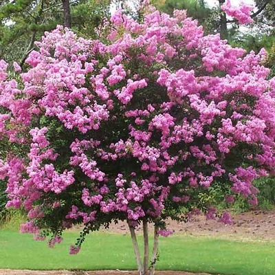 Lagerstroemia indica 'Sioux' – Kínai selyemmirtusz (rózsaszín)