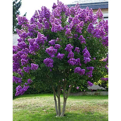 Lagerstroemia indica 'Superviolacea' - Kínai selyemmirtusz