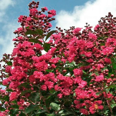 Lagerstroemia indica 'Turenne' – Kínai selyemmirtusz