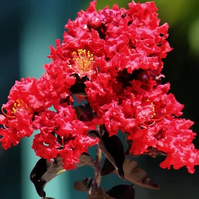Lagerstroemia indica 'Vermelha' – Kínai selyemmirtusz