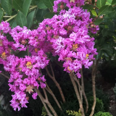 Lagerstroemia indica 'Wichita' – Kínai selyemmirtusz (lila)