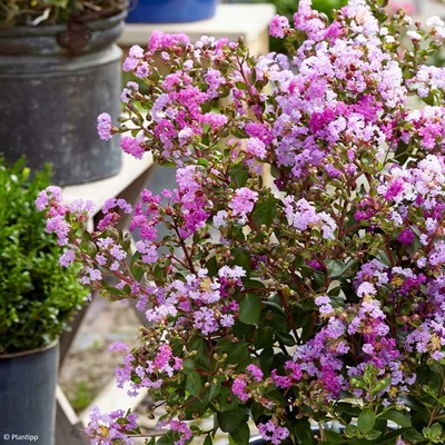 Lagerstroemia indica 'With Love Eternal' ('Milavio') – Kínai selyemmirtusz