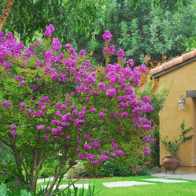 Lagerstroemia indica 'Zuni' – Kínai selyemmirtusz (sötétlila)