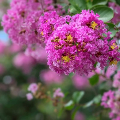 Lagerstroemia 'Pecharmant' – Kínai selyemmirtusz