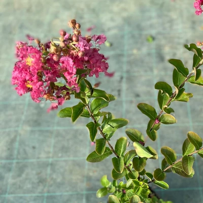 Lagerstroemia 'Satenau' – Kínai selyemmirtusz