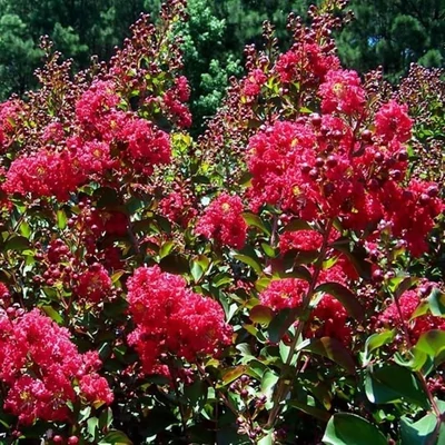 Lagerstroemia 'Tonto' – Kínai selyemmirtusz