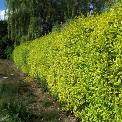 Ligustrum ovalifolium 'Zafir' – Fagyal