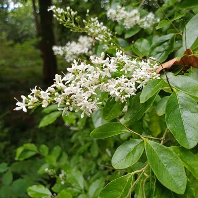 Ligustrum sinense – Kínai fagyal