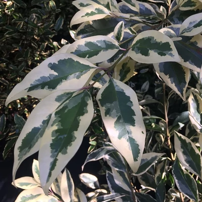 Ligustrum lucidum 'Tricolor – Fényeslevelű fagyal