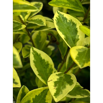 Ligustrum ovalifolium 'Aureomarginatum' – Arany levélszélű fagyal