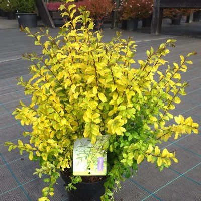 Ligustrum ovalifolium 'Lemon and Lime' – Sárga levelű télizöld fagyal