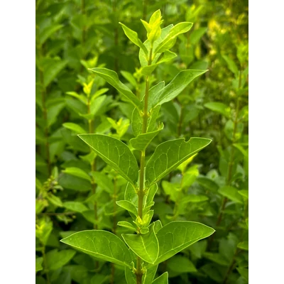 Ligustrum ovalifolium 'Miki' – Széleslevelű fagyal