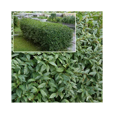 Ligustrum vulgare 'Atrovirens' – Fagyal