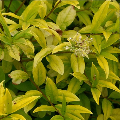 Ligustrum vulgare 'Aureum' – Fagyal
