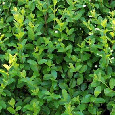 Ligustrum vulgare 'Liga' – Lombhullató fagyal