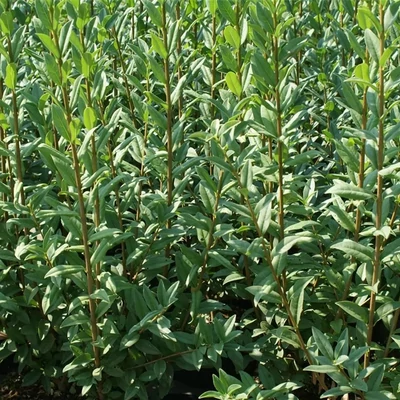 Ligustrum vulgare 'Pyramidale' – Fagyal